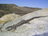 Southern Alligator Lizard Care