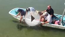 Watch: Rescuers save beached great white shark